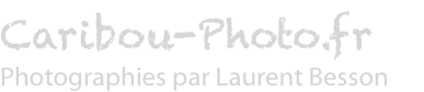 Caribou-Photo.fr : Photographies par Laurent Besson