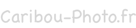 Caribou-Photo.fr : Photographies par Laurent Besson