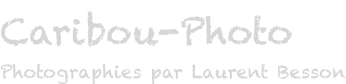 Caribou-Photo.fr : Photographies par Laurent Besson