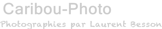 Caribou-Photo.fr : Photographies par Laurent Besson