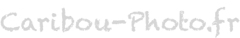 Caribou-Photo.fr : Photographies par Laurent Besson