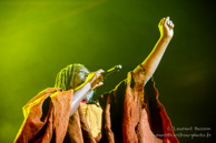 Tiken Jah Fakoly / Le Zenith - 29 avril 2015