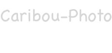 Caribou-Photo.fr : Photographies par Laurent Besson