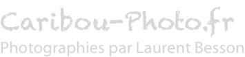 Caribou-Photo.fr : Photographies par Laurent Besson