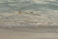 Vilamendhoo / Maldives - Vilamendhoo - Septembre 2008