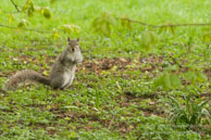 Hyde Park / Londres - Avril 2009