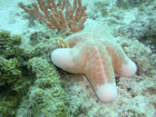 Sipadan - Juin 2009 (Photographies Sous-Marines)