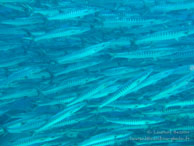 Barracuda Point / Sipadan/Mabul - Juin 2009 - Sipadan Water Village