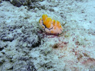 Récif / Sipadan/Mabul - Juin 2009 - Sipadan Water Village