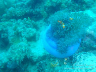 Poisson Clown / Sipadan/Mabul - Juin 2009 - Sipadan Water Village