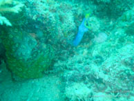 Murène-Ruban Bleue / Sipadan/Mabul - Juin 2009 - Sipadan Water Village