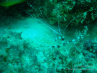 Crevette / Sipadan/Mabul - Juin 2009 - Sipadan Water Village