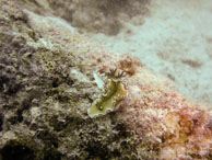 Nudibranche / Sipadan/Mabul - Juin 2009 - Sipadan Water Village