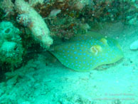 Raie Pastenague / Sipadan/Mabul - Juin 2009 - Sipadan Water Village