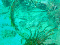 Poisson Crocodile / Sipadan/Mabul - Juin 2009 - Sipadan Water Village