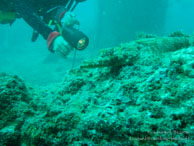 Poisson Crocodile / Sipadan/Mabul - Juin 2009 - Sipadan Water Village