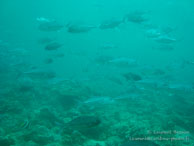 Daurades / Sipadan/Mabul - Juin 2009 - Sipadan Water Village