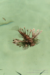 Rascasse Volante / Sipadan/Mabul - Juin 2009 - Sipadan Water Village