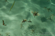 Rascasse Volantes / Sipadan Water Village - Mabul Island - Bornéo - Juin 2009