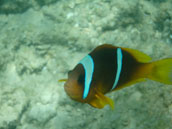 Safaga - Septembre 2009