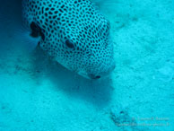 Safaga Egypte - Dune Plongée - Septembre 2009