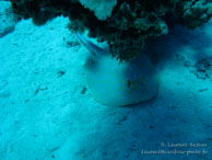 Raie Pastenague / Safaga Egypte - Dune Plongée - Septembre 2009