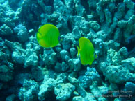 Poissons Papillons / Safaga Egypte - Dune Plongée - Septembre 2009
