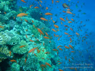 Récif / Safaga Egypte - Dune Plongée - Septembre 2009