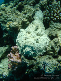 Poisson Pierre / Safaga Egypte - Dune Plongée - Septembre 2009