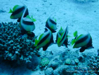 Idoles des Maures / Safaga Egypte - Dune Plongée - Septembre 2009