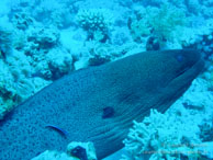 Murène / Safaga Egypte - Dune Plongée - Septembre 2009