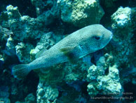 Diodon / Safaga Egypte - Dune Plongée - Septembre 2009