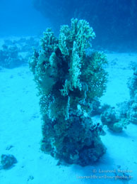 Safaga Egypte - Dune Plongée - Septembre 2009