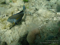 Récif / Safaga Egypte - Dune Plongée - Septembre 2009