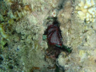 Oursin / Safaga Egypte - Dune Plongée - Septembre 2009