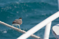 Sur le Bateau / Safaga Egypte - Septembre 2009