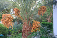 Hotel Ménaville / Safaga Egypte - Septembre 2009