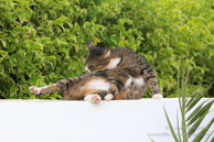 Chat Egyptien / Safaga Egypte - Septembre 2009