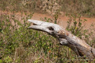 Viñales / Viñales - Cuba - Mars 2010