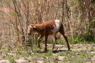 Trinidad / Trinidad - Cuba - Mars 2010