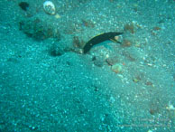 Siddhartha Dive Resort - Bali - Mai 2012