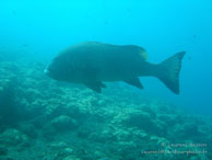Siddhartha Dive Resort - Bali - Mai 2012