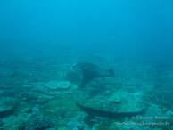 Siddhartha Dive Resort - Bali - Mai 2012