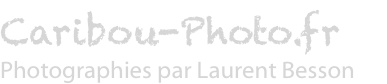 Caribou-Photo.fr : Photographies par Laurent Besson