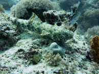 Poisson Lézard / Kichwani Spot - Mnemba Island - Zanzibar