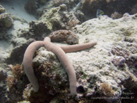 Etoile de Mer / Kichwani Spot - Mnemba Island - Zanzibar