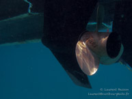 Vengeance / Kichwani Spot - Mnemba Island - Zanzibar