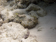 Poisson Pierre / Wattabomi - Mnemba Island - Zanzibar