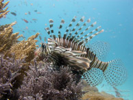 Rascasse / Wattabomi - Mnemba Island - Zanzibar