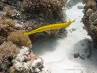 Poisson Trompette / Wattabomi - Mnemba Island - Zanzibar